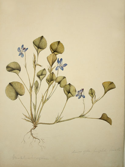 Viola_10